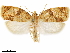  ( - CCDB-33586-A11)  @15 [ ] CreativeCommons - Attribution (2019) CBG Photography Group Centre for Biodiversity Genomics