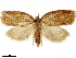  ( - CCDB-33586-B01)  @11 [ ] CreativeCommons - Attribution (2019) CBG Photography Group Centre for Biodiversity Genomics