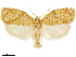  (Adoxophyes negundana - CCDB-33586-B04)  @15 [ ] CreativeCommons - Attribution (2019) CBG Photography Group Centre for Biodiversity Genomics