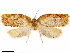  ( - CCDB-33586-B07)  @11 [ ] CreativeCommons - Attribution (2019) CBG Photography Group Centre for Biodiversity Genomics