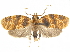  (Adoxophyes poecilogramma - CCDB-33586-B08)  @11 [ ] CreativeCommons - Attribution (2019) CBG Photography Group Centre for Biodiversity Genomics