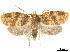  ( - CCDB-33586-B09)  @11 [ ] CreativeCommons - Attribution (2019) CBG Photography Group Centre for Biodiversity Genomics