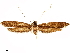  ( - CCDB-33586-D02)  @11 [ ] CreativeCommons - Attribution (2019) CBG Photography Group Centre for Biodiversity Genomics