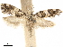  ( - CCDB-33586-F06)  @11 [ ] CreativeCommons - Attribution (2019) CBG Photography Group Centre for Biodiversity Genomics