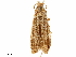  ( - CCDB-33586-G03)  @11 [ ] CreativeCommons - Attribution (2019) CBG Photography Group Centre for Biodiversity Genomics