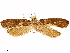  ( - CCDB-33586-G05)  @11 [ ] CreativeCommons - Attribution (2019) CBG Photography Group Centre for Biodiversity Genomics
