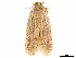  (Tiquadra goochii - CCDB-33586-G06)  @11 [ ] CreativeCommons - Attribution (2019) CBG Photography Group Centre for Biodiversity Genomics