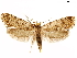  ( - CCDB-33586-G09)  @14 [ ] CreativeCommons - Attribution (2019) CBG Photography Group Centre for Biodiversity Genomics