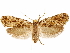  ( - CCDB-33586-G10)  @14 [ ] CreativeCommons - Attribution (2019) CBG Photography Group Centre for Biodiversity Genomics