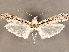  ( - CCDB-33587-A01)  @11 [ ] CreativeCommons - Attribution (2019) CBG Photography Group Centre for Biodiversity Genomics