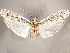  ( - CCDB-33587-A02)  @11 [ ] CreativeCommons - Attribution (2019) CBG Photography Group Centre for Biodiversity Genomics