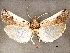  ( - CCDB-33587-A06)  @11 [ ] CreativeCommons - Attribution (2019) CBG Photography Group Centre for Biodiversity Genomics