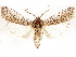  ( - CCDB-33587-A11)  @11 [ ] CreativeCommons - Attribution (2019) CBG Photography Group Centre for Biodiversity Genomics