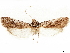  (Cactoblastis doddi - CCDB-33587-B06)  @11 [ ] CreativeCommons - Attribution (2019) CBG Photography Group Centre for Biodiversity Genomics