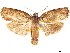  (Cryptophlebia atrilinea - CCDB-33587-D09)  @11 [ ] CreativeCommons - Attribution (2019) CBG Photography Group Centre for Biodiversity Genomics