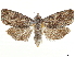  ( - CCDB-33587-E02)  @11 [ ] CreativeCommons - Attribution (2019) CBG Photography Group Centre for Biodiversity Genomics