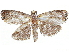  ( - CCDB-33587-E03)  @11 [ ] CreativeCommons - Attribution (2019) CBG Photography Group Centre for Biodiversity Genomics