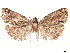  ( - CCDB-33587-E04)  @11 [ ] CreativeCommons - Attribution (2019) CBG Photography Group Centre for Biodiversity Genomics