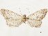  ( - CCDB-33588-B03)  @11 [ ] CreativeCommons - Attribution (2019) CBG Photography Group Centre for Biodiversity Genomics
