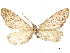  (Glaucina loxa - CCDB-33588-B05)  @11 [ ] CreativeCommons - Attribution (2019) CBG Photography Group Centre for Biodiversity Genomics