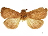  ( - CCDB-33588-B10)  @11 [ ] CreativeCommons - Attribution (2019) CBG Photography Group Centre for Biodiversity Genomics