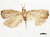  (Xubida rutubella - CCDB-33588-C03)  @11 [ ] CreativeCommons - Attribution (2019) CBG Photography Group Centre for Biodiversity Genomics