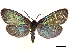  ( - CCDB-33588-C10)  @11 [ ] CreativeCommons - Attribution (2019) CBG Photography Group Centre for Biodiversity Genomics
