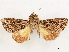  (Callopistria callopistrioides - CCDB-33588-H04)  @11 [ ] CreativeCommons - Attribution (2019) CBG Photography Group Centre for Biodiversity Genomics