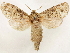  (Paropta - CCDB-33589-D08)  @11 [ ] CreativeCommons - Attribution (2019) CBG Photography Group Centre for Biodiversity Genomics