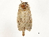  ( - CCDB-33589-D12)  @11 [ ] CreativeCommons - Attribution (2019) CBG Photography Group Centre for Biodiversity Genomics