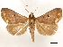  ( - CCDB-33589-F06)  @11 [ ] CreativeCommons - Attribution (2019) CBG Photography Group Centre for Biodiversity Genomics