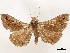  ( - CCDB-33589-G05)  @11 [ ] CreativeCommons - Attribution (2019) CBG Photography Group Centre for Biodiversity Genomics