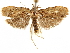  ( - CCDB-33597-A08)  @11 [ ] CreativeCommons - Attribution (2019) CBG Photography Group Centre for Biodiversity Genomics