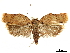  ( - CCDB-33597-A09)  @11 [ ] CreativeCommons - Attribution (2019) CBG Photography Group Centre for Biodiversity Genomics