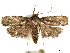  ( - CCDB-33597-A10)  @11 [ ] CreativeCommons - Attribution (2019) CBG Photography Group Centre for Biodiversity Genomics
