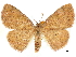  ( - CCDB-33597-E11)  @11 [ ] CreativeCommons - Attribution (2019) CBG Photography Group Centre for Biodiversity Genomics