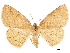  ( - CCDB-33597-E12)  @11 [ ] CreativeCommons - Attribution (2019) CBG Photography Group Centre for Biodiversity Genomics