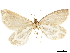  ( - CCDB-33597-G07)  @11 [ ] CreativeCommons - Attribution (2019) CBG Photography Group Centre for Biodiversity Genomics