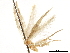  (Tinea minutella - CCDB-33977-A05)  @11 [ ] CreativeCommons - Attribution (2019) CBG Photography Group Centre for Biodiversity Genomics