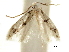  ( - CCDB-33977-A06)  @11 [ ] CreativeCommons - Attribution (2019) CBG Photography Group Centre for Biodiversity Genomics