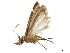  ( - CCDB-33977-B01)  @11 [ ] CreativeCommons - Attribution (2019) CBG Photography Group Centre for Biodiversity Genomics