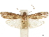 ( - CCDB-33977-B06)  @11 [ ] CreativeCommons - Attribution (2019) CBG Photography Group Centre for Biodiversity Genomics