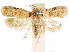  ( - CCDB-33977-C06)  @11 [ ] CreativeCommons - Attribution (2019) CBG Photography Group Centre for Biodiversity Genomics