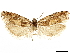  ( - CCDB-33977-D08)  @11 [ ] CreativeCommons - Attribution (2019) CBG Photography Group Centre for Biodiversity Genomics