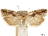  ( - CCDB-33977-D11)  @11 [ ] CreativeCommons - Attribution (2019) CBG Photography Group Centre for Biodiversity Genomics