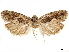  ( - CCDB-33977-D12)  @11 [ ] CreativeCommons - Attribution (2019) CBG Photography Group Centre for Biodiversity Genomics