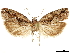  ( - CCDB-33977-E01)  @11 [ ] CreativeCommons - Attribution (2019) CBG Photography Group Centre for Biodiversity Genomics