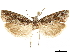  ( - CCDB-33977-E06)  @11 [ ] CreativeCommons - Attribution (2019) CBG Photography Group Centre for Biodiversity Genomics