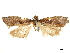  ( - CCDB-33977-E12)  @11 [ ] CreativeCommons - Attribution (2019) CBG Photography Group Centre for Biodiversity Genomics