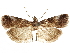  ( - CCDB-33977-F01)  @11 [ ] CreativeCommons - Attribution (2019) CBG Photography Group Centre for Biodiversity Genomics